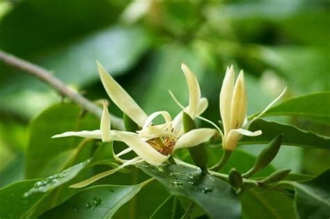 白蘭花 種植|白蘭花如何種植要注意什麼